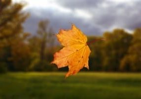 falling-autumn-leaf-300x200