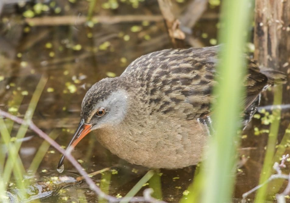 20150606-Virginia-Rail