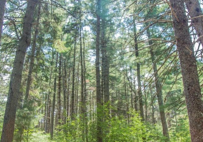 20160716-Beaubears-Island-Trail-Opening-60