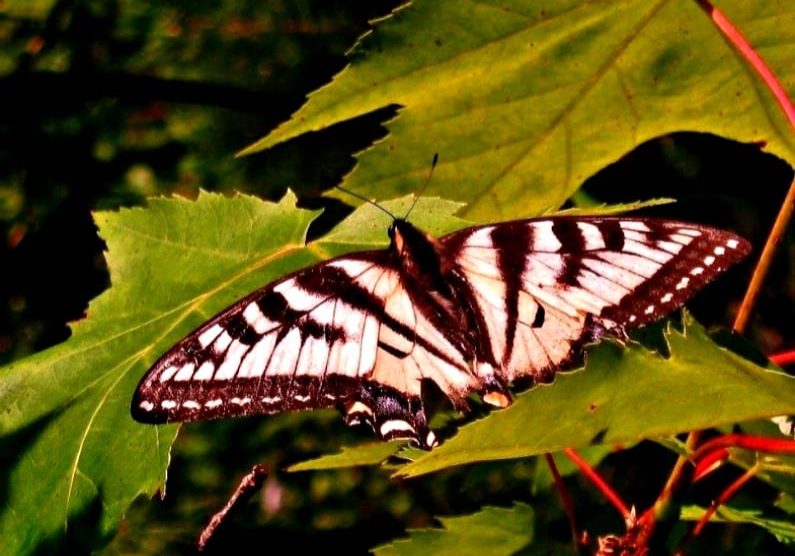 Butterfly July 11th, 2011