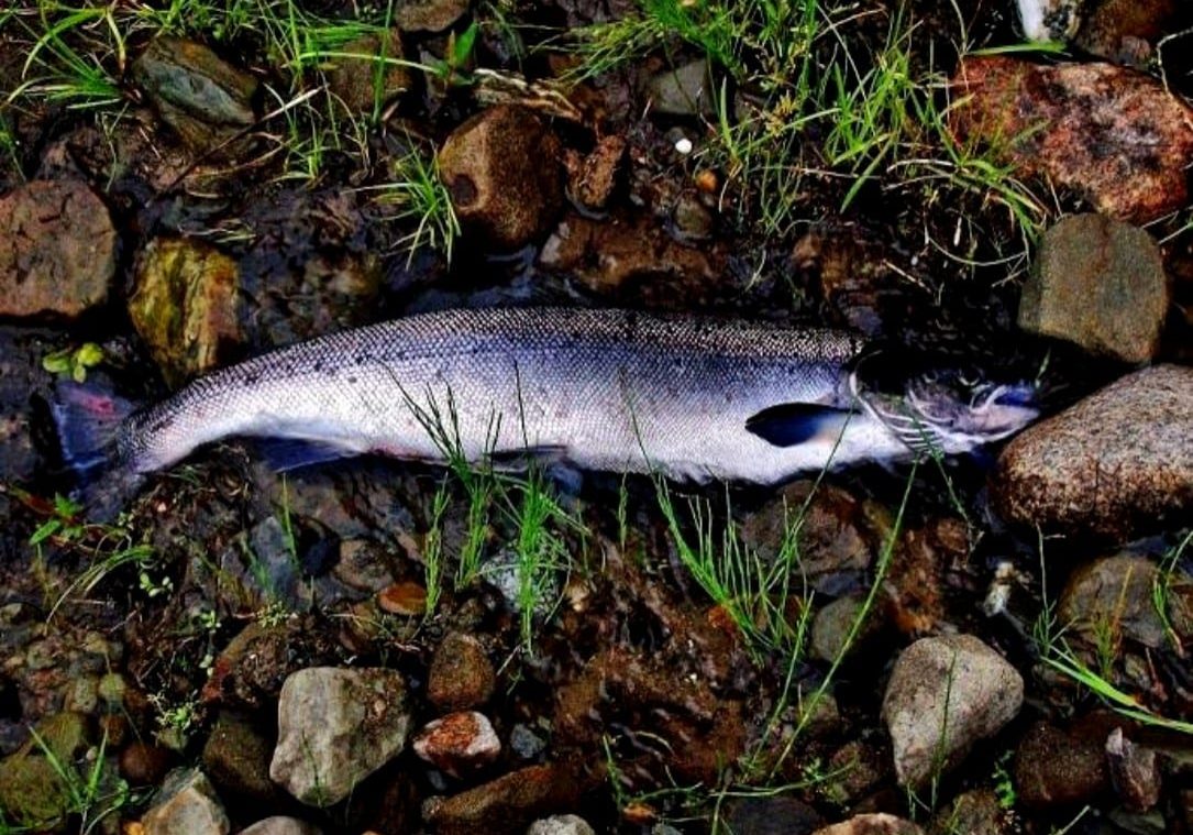 Female Grilse Friday July 24th 2009