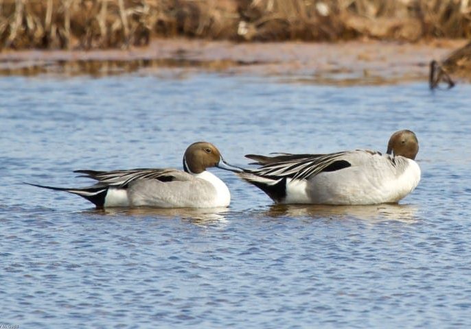 Hay Island - Northern Pintail (Small)