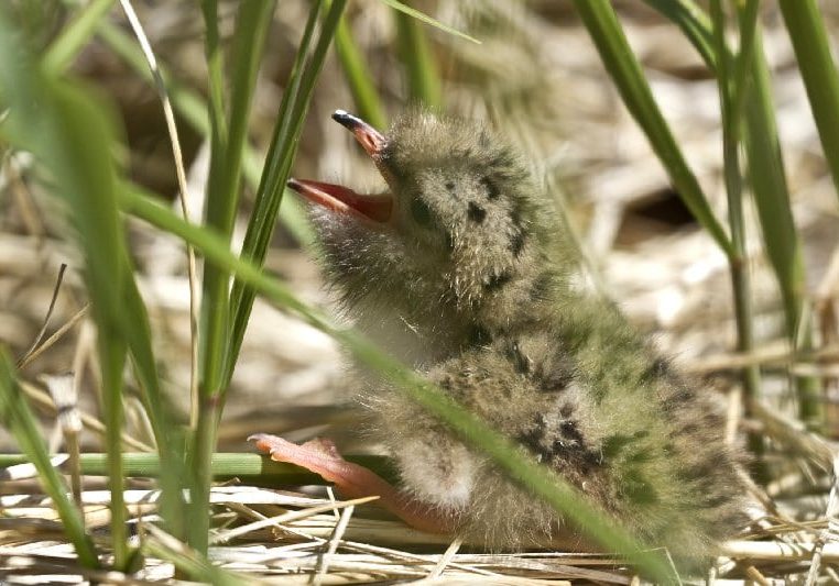 A helpless, recently hatched Common Tern chick.