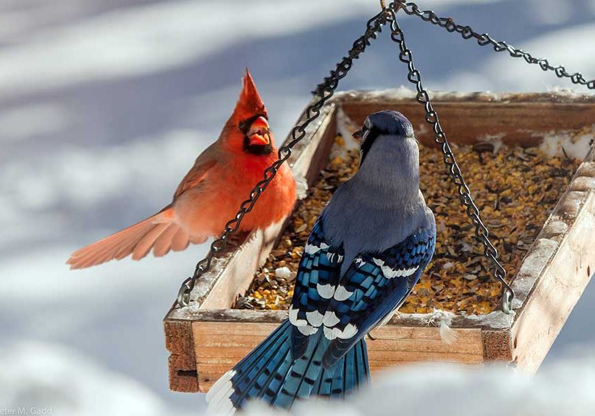 Northern-Cardinal-and-Blue-Jay