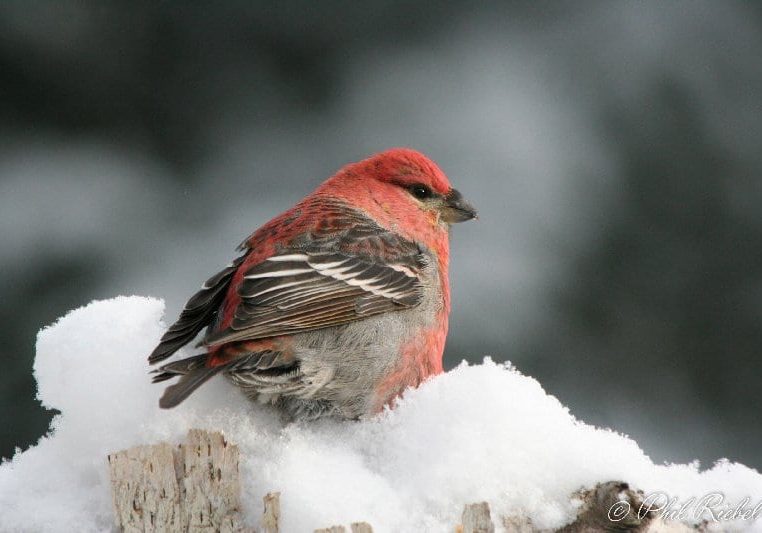 Pine-Grosbeak