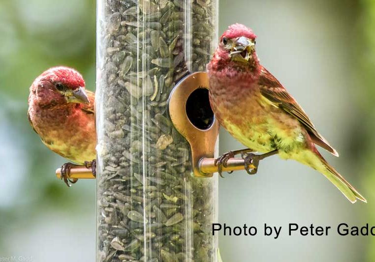 Purple-Finches