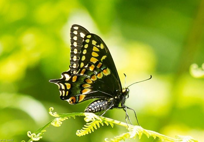 Short-tailed-Swallowtail-Hay-Island-Neguac-Small