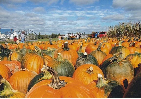 Lockerbies Vegetable Market with pumpkins ready for the Pumpkin Fling