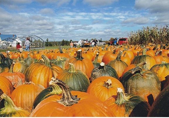 Lockerbies Vegetable Market with pumpkins ready for the Pumpkin Fling