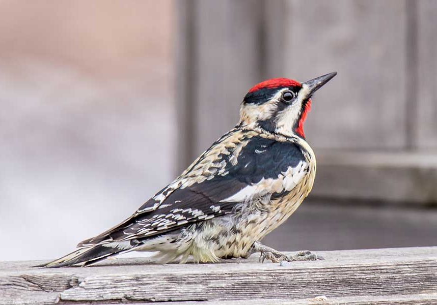 Yellow-bellied-Sapsucker-male1