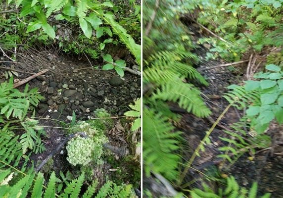 Two views of a dry brook that normally flows into the Northwest Miramichi, one image looking up the brook and the other of the brooks mouth.