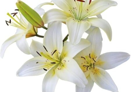 easterlillies