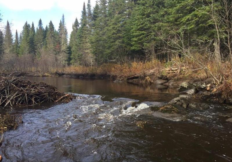 After Photo after MSA crews got to work removing the debris to make room for the salmon.