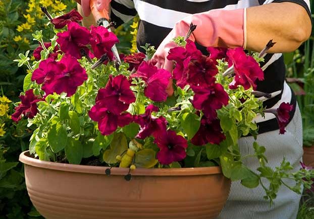 gardening-flowers