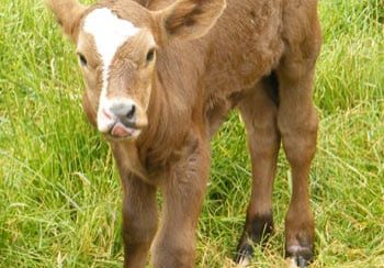 A heifer calf named Sparkles and now a new male calf at MacDonald Farm.