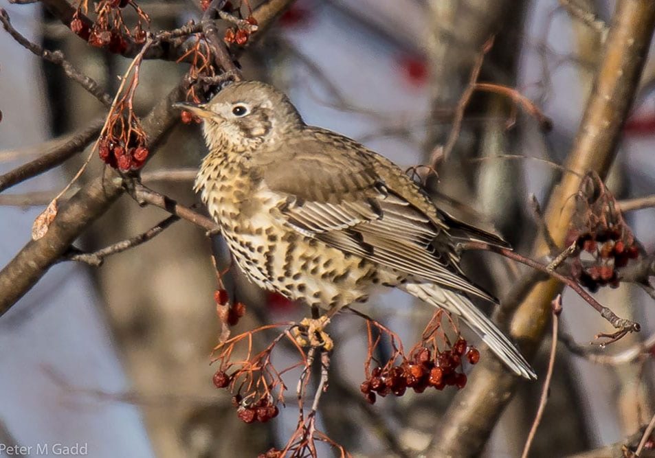 mistle-thrush-3