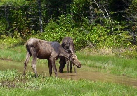 Two young moose along the Miramichi/Renous by-pass