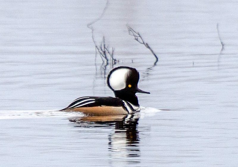 peter-Hooded-MerganserMiramichi-Marsh