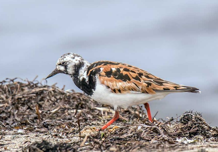 peter-Ruddy-Turnstone1