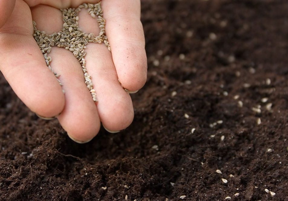 planting-seeds-garden-soil-dirt