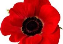 poppy-image