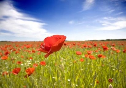 poppyfield