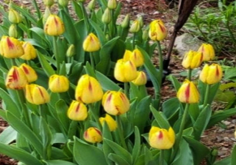 rotary tulips