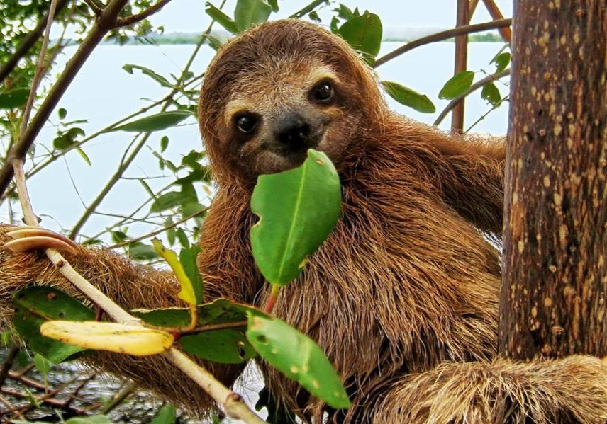 sloth