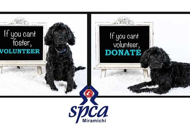 spca-featured-pic2